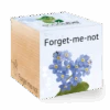 Ecocube Forget Me Not
